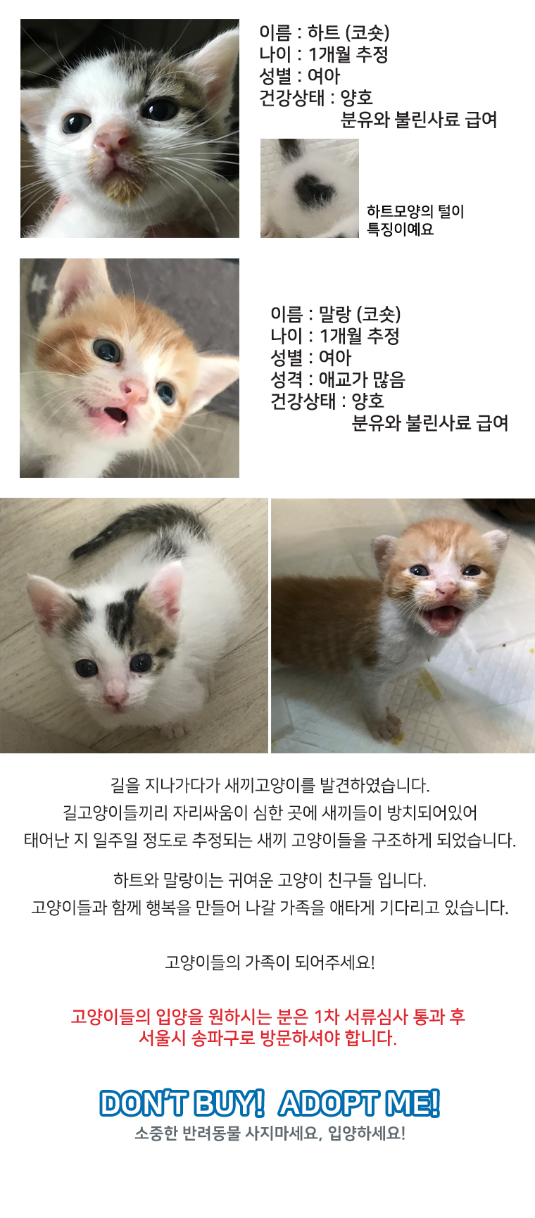 동물자유연대 : [D18-43관외] 귀여운 아기 고양이 하트와 말랑이